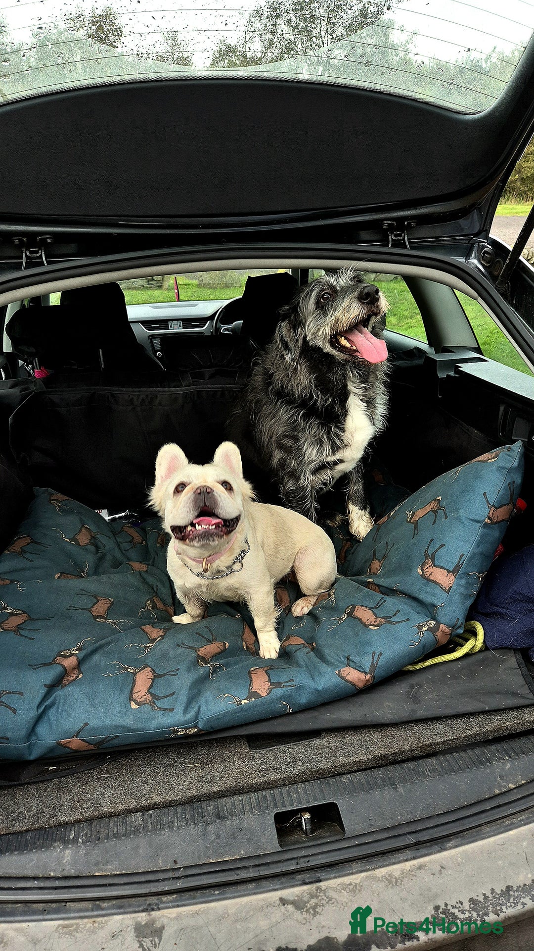 French Bulldog dogs for sale: Looking for a forever home for poppy  - Image 4