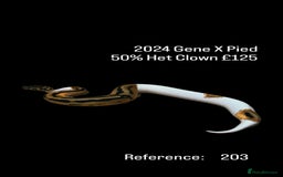 Python Snake reptiles for sale: Various 2025 & 2024 Pied Ball Pythons Royal Snake - Image 14