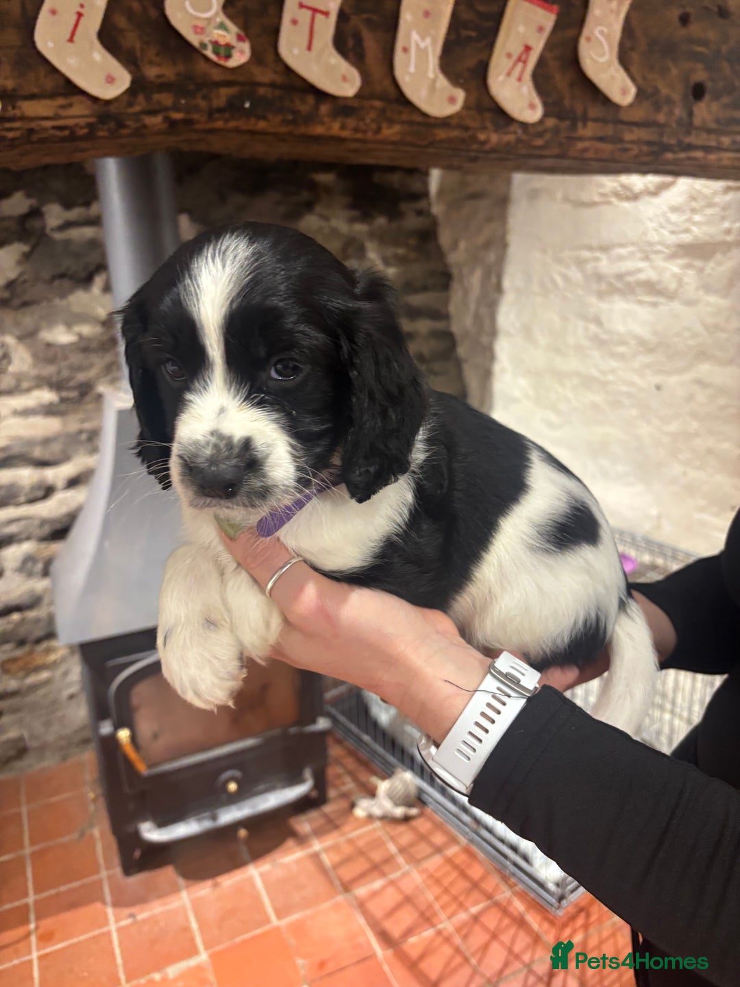 Sproodle dogs for sale: 2x cocker sproodle puppies remaining- ready 16/12 - Advert 2