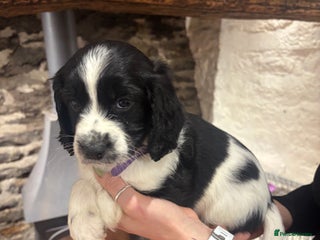 Sproodle dogs 1 cocker sproodle puppy remaining- ready 16/12 - Advert 6