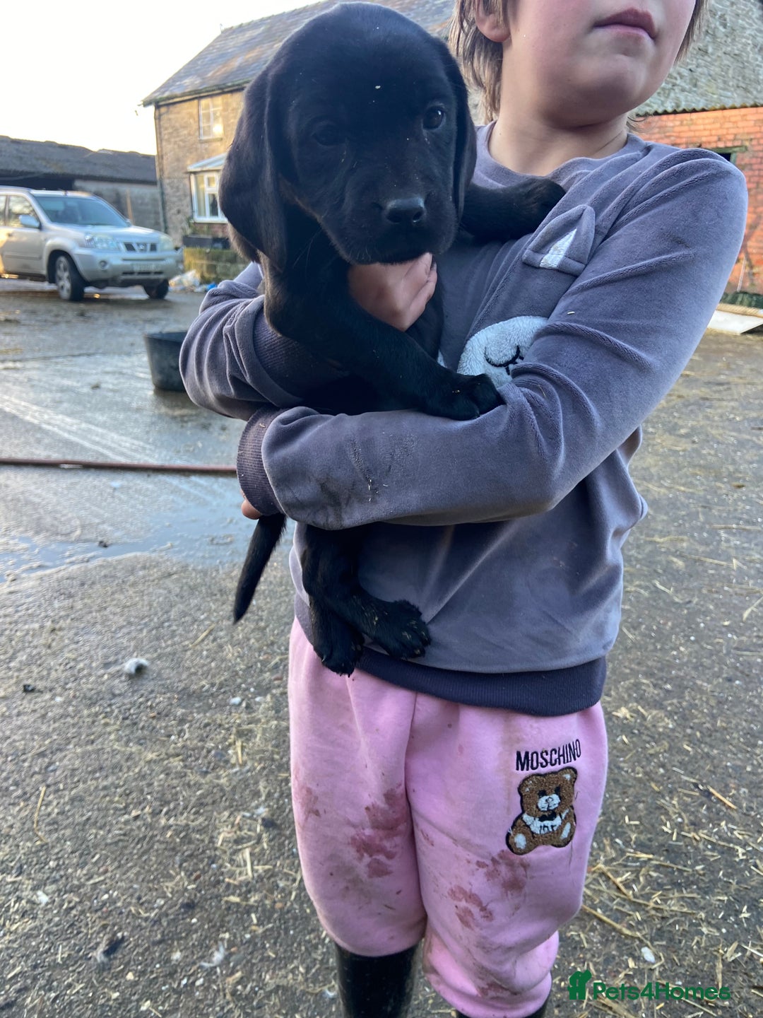 Labrador Retriever dogs for sale: 3 beautiful Labrador puppies for sale  - Advert 13