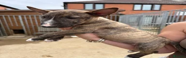 Miniature Bull terrier 5