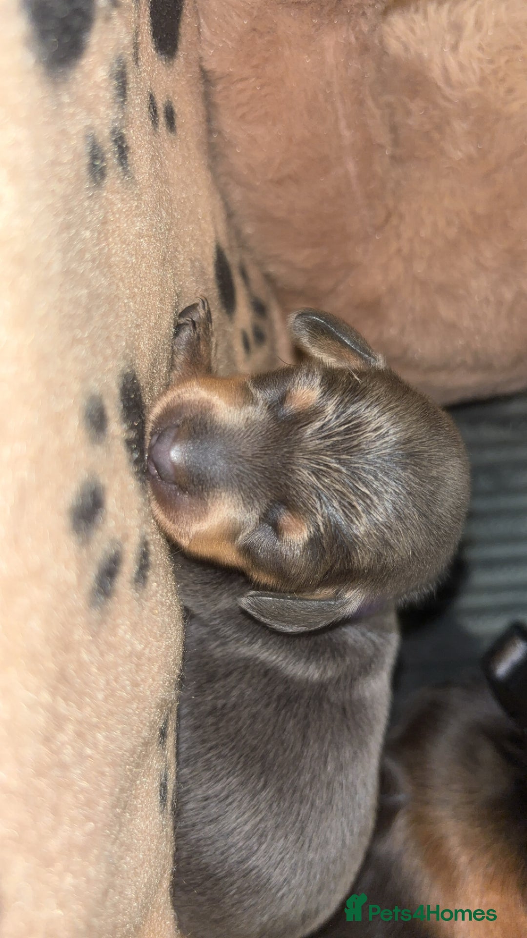 Miniature Dachshund dogs for sale: Blue & Tan Miniature Dachshund  - Advert 22