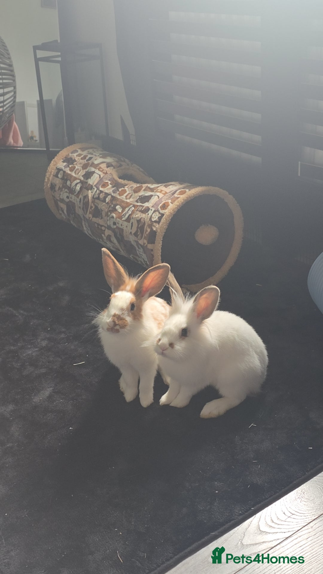 Mini Lion Lop rabbits for sale: Two beautiful female rabbits - Advert 2