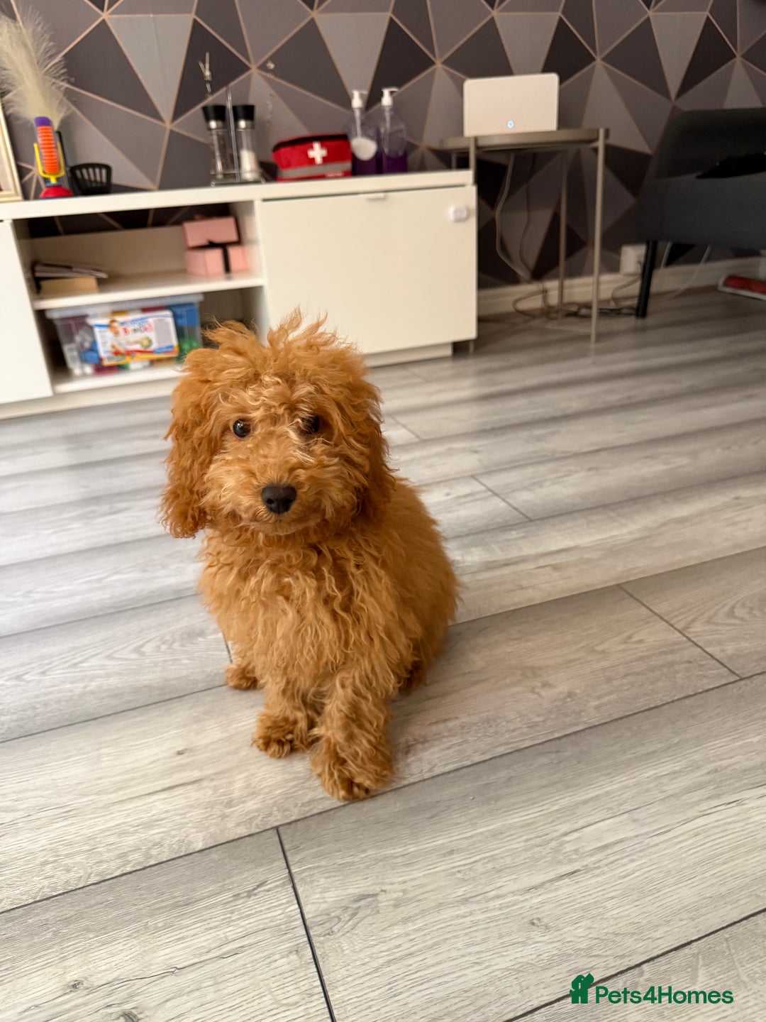Toy Poodle dogs for sale: 5 month old toy poodle  - Image 8