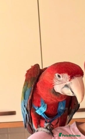 Macaws birds Hand tame green wing  macaw - Advert 2