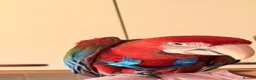 Macaws birds for sale: Hand tame green wing  macaw - Advert 1