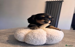 Miniature Dachshund dogs for sale: *Last 1 left* KC long haired mini dachshunds - Image 1
