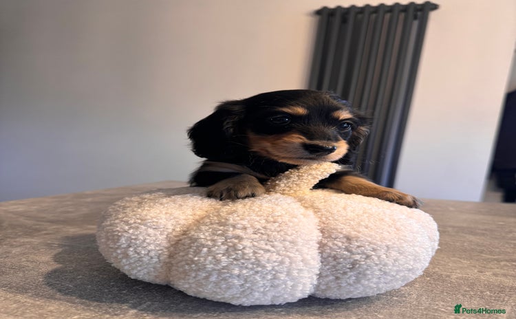 Miniature Dachshund dogs - Advert 2