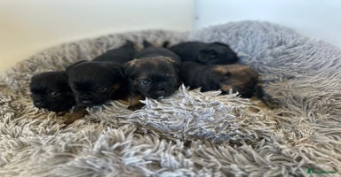 Border Terrier dogs - Advert 1