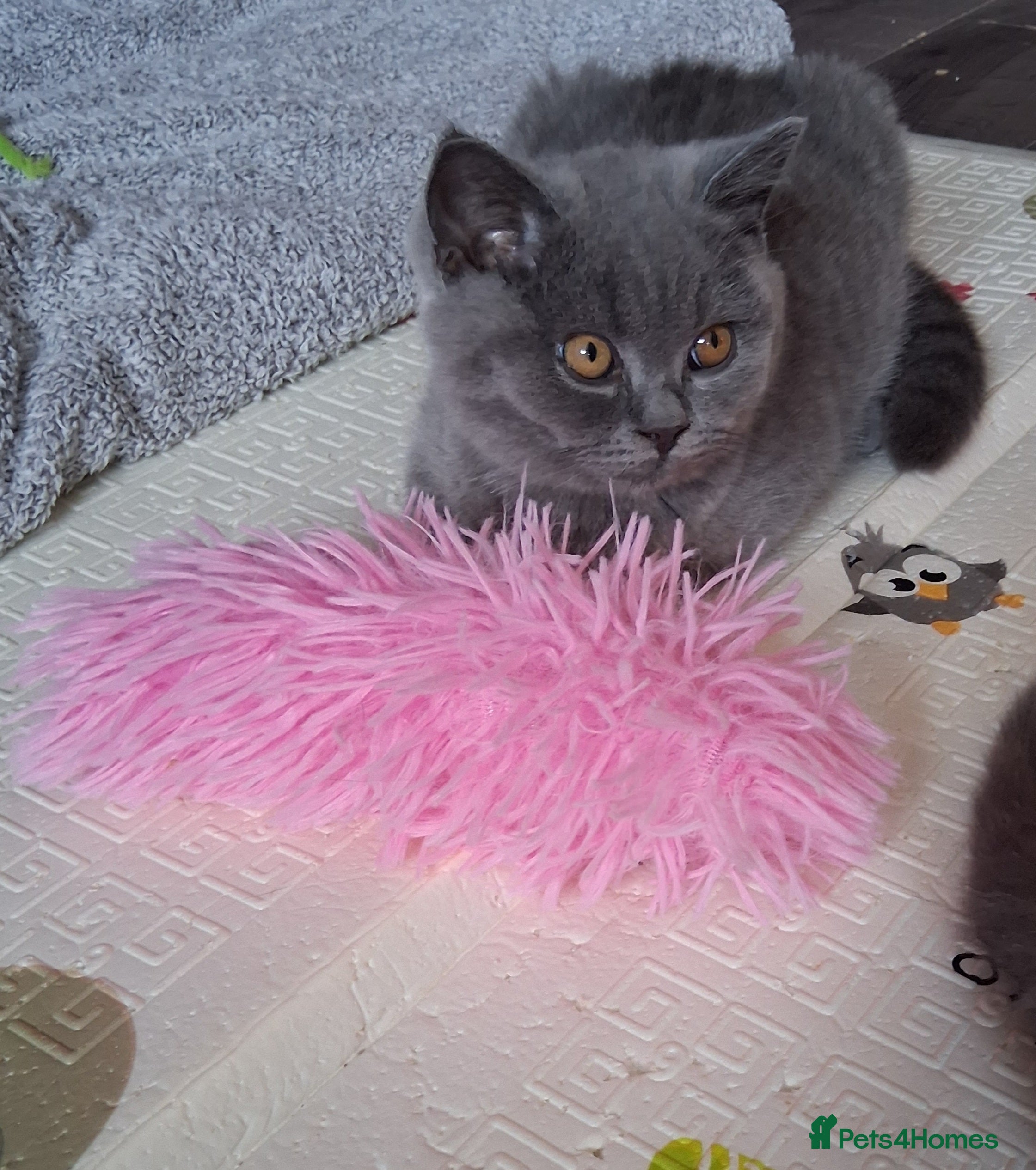 British Shorthair cats for sale:  BRITISH SHORTHAIR in Salford - Advert 4