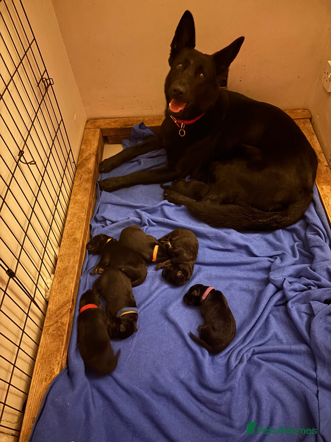 German Shepherd dogs for sale: Beautiful black and gold German shepherd puppies  - Image 10