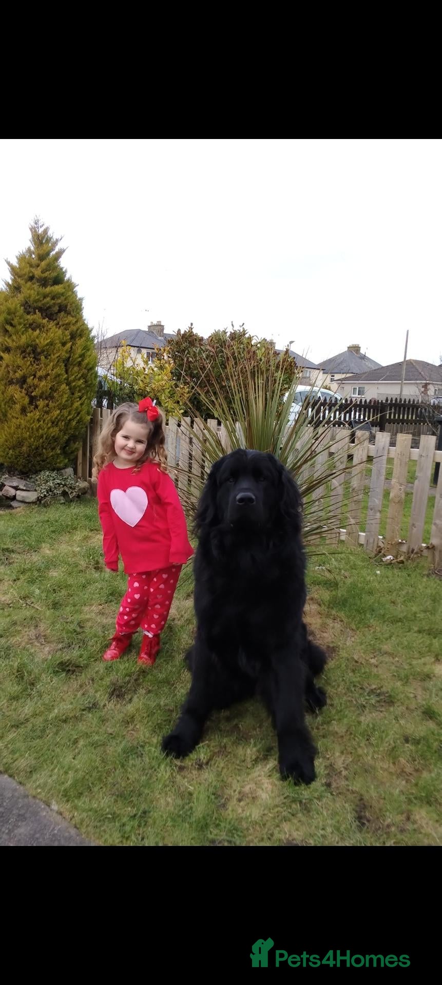 Newfoundland dogs KC Registered Black Male Newfoundland for Stud - Advert 3