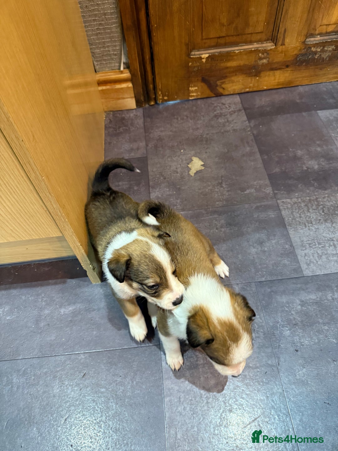 Mixed Breed dogs for sale: Border collie X Welsh collie pups - Advert 11