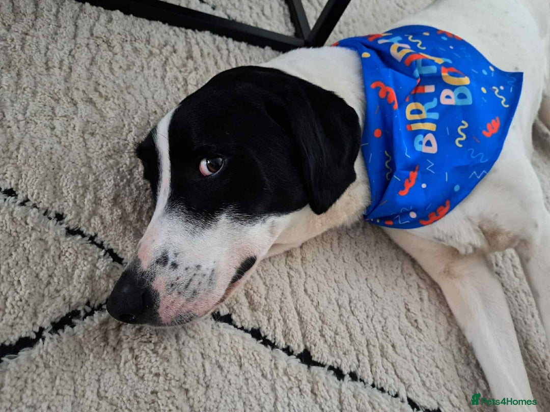 Pointer dogs for adoption: Charlie is looking for his forever home  - Image 2