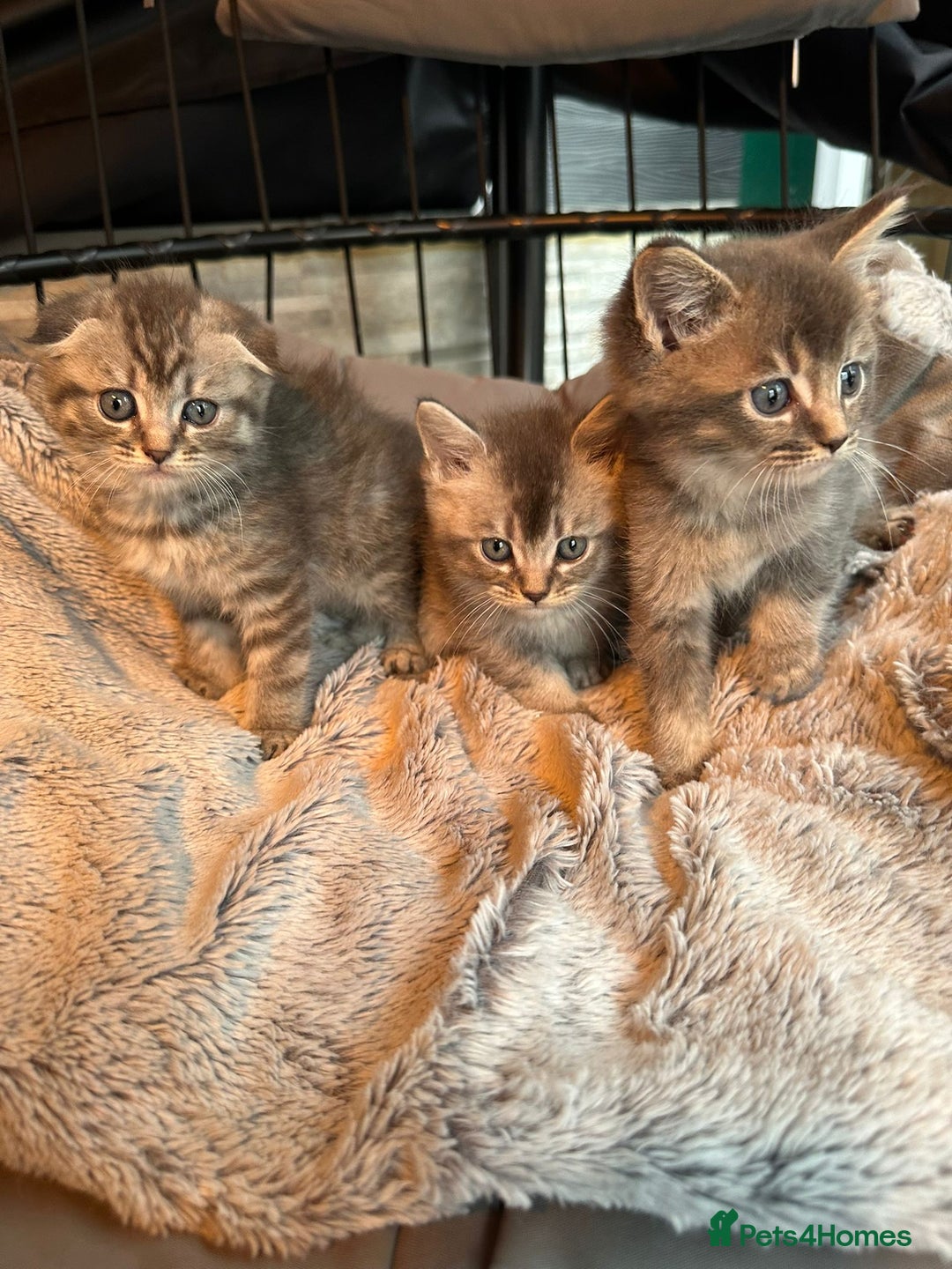 Mixed Breed cats for sale: Maine coon x Scottish fold kittens - Image 32