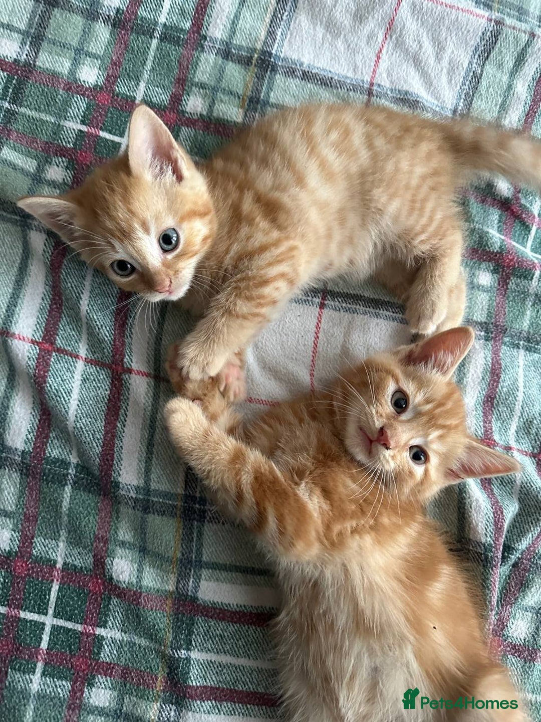 Domestic Shorthair cats for sale: 6 kittens - ready to move to new loving families - Advert 11