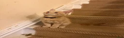 Maine Coon cats for sale: Maine coon kittens  - Advert 5