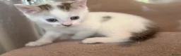 Mixed Breed cats for sale: Gorgeous Kittens Looking for Loving Homes - Advert 20