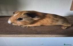 Guinea Pig rodents for sale: Piggies ready to go! - Image 9