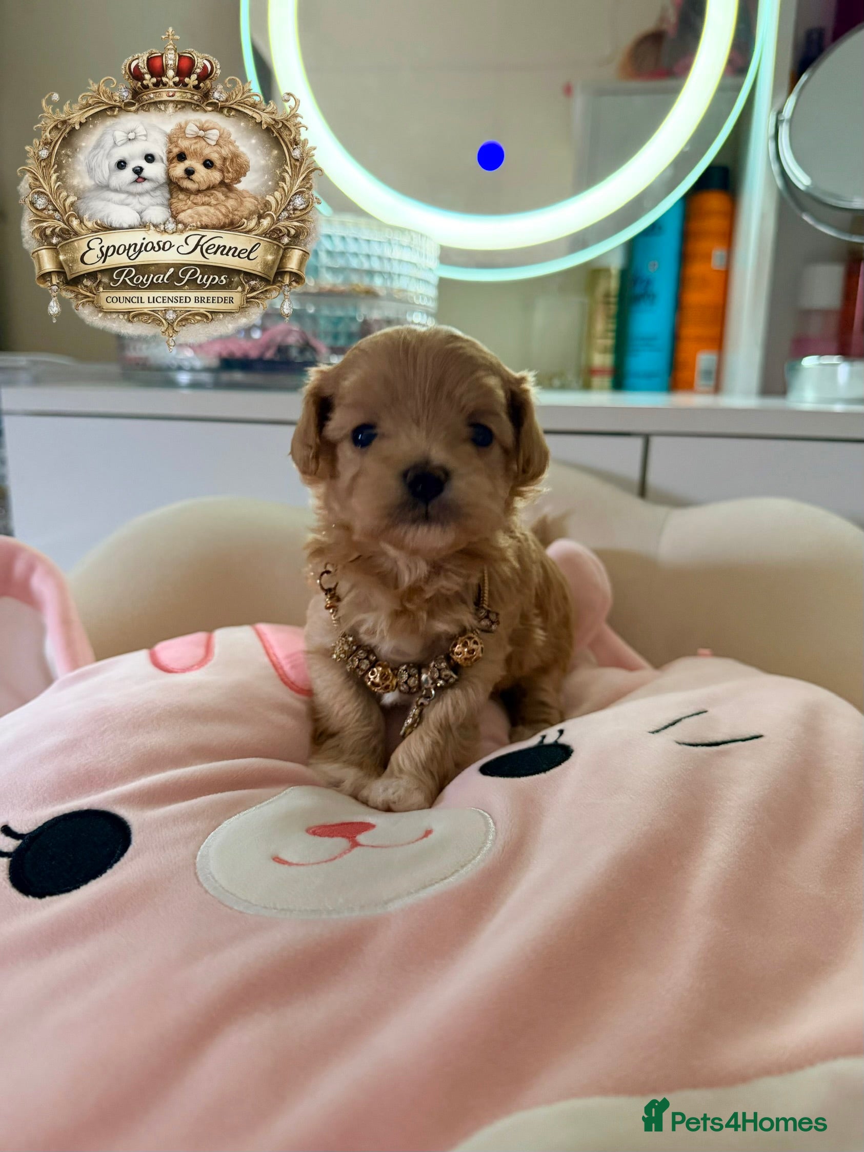 Maltipoo dogs 👑One in a Million F1 tiny Asian Maltipoo👑 - Advert 2