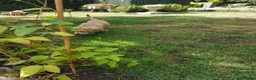 Labrador Retriever dogs for sale: Excellent KC Registered Labrador puppies  - Advert 5