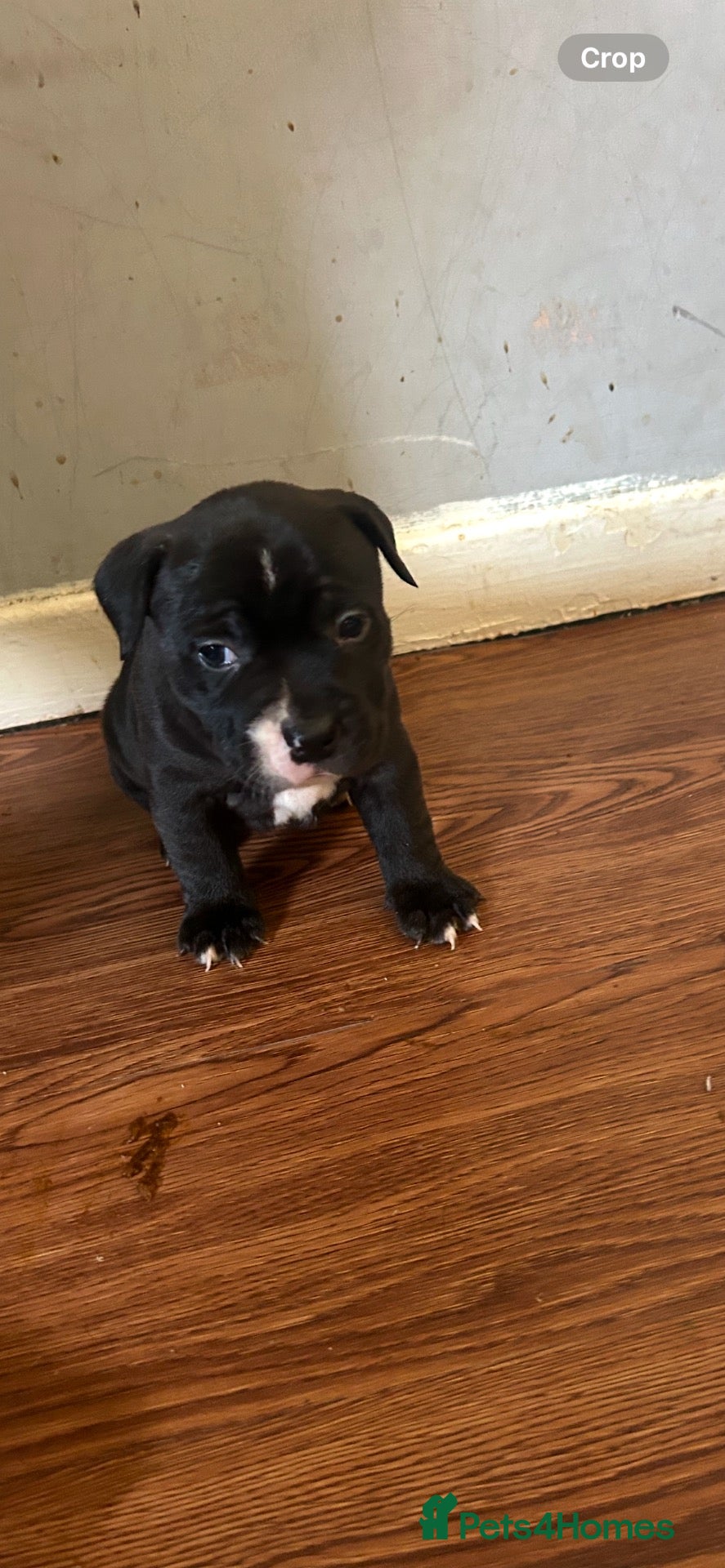Staffordshire Bull Terrier dogs 5 beautiful staffy puppies .  - Advert 1