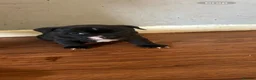 Staffordshire Bull Terrier dogs for sale: 5 beautiful staffy puppies .  - Advert 1