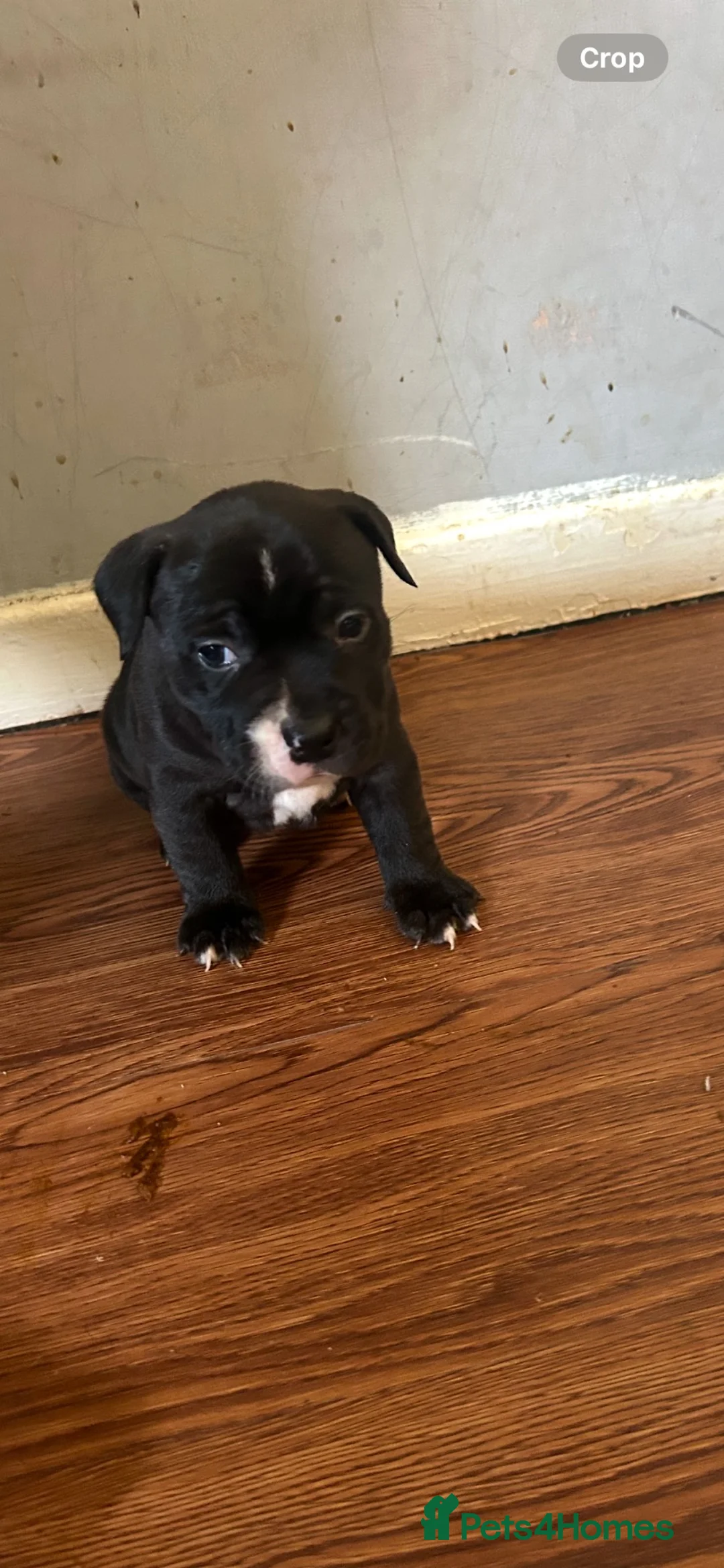 Staffordshire Bull Terrier dogs for sale: 5 beautiful staffy puppies .  - Advert 1