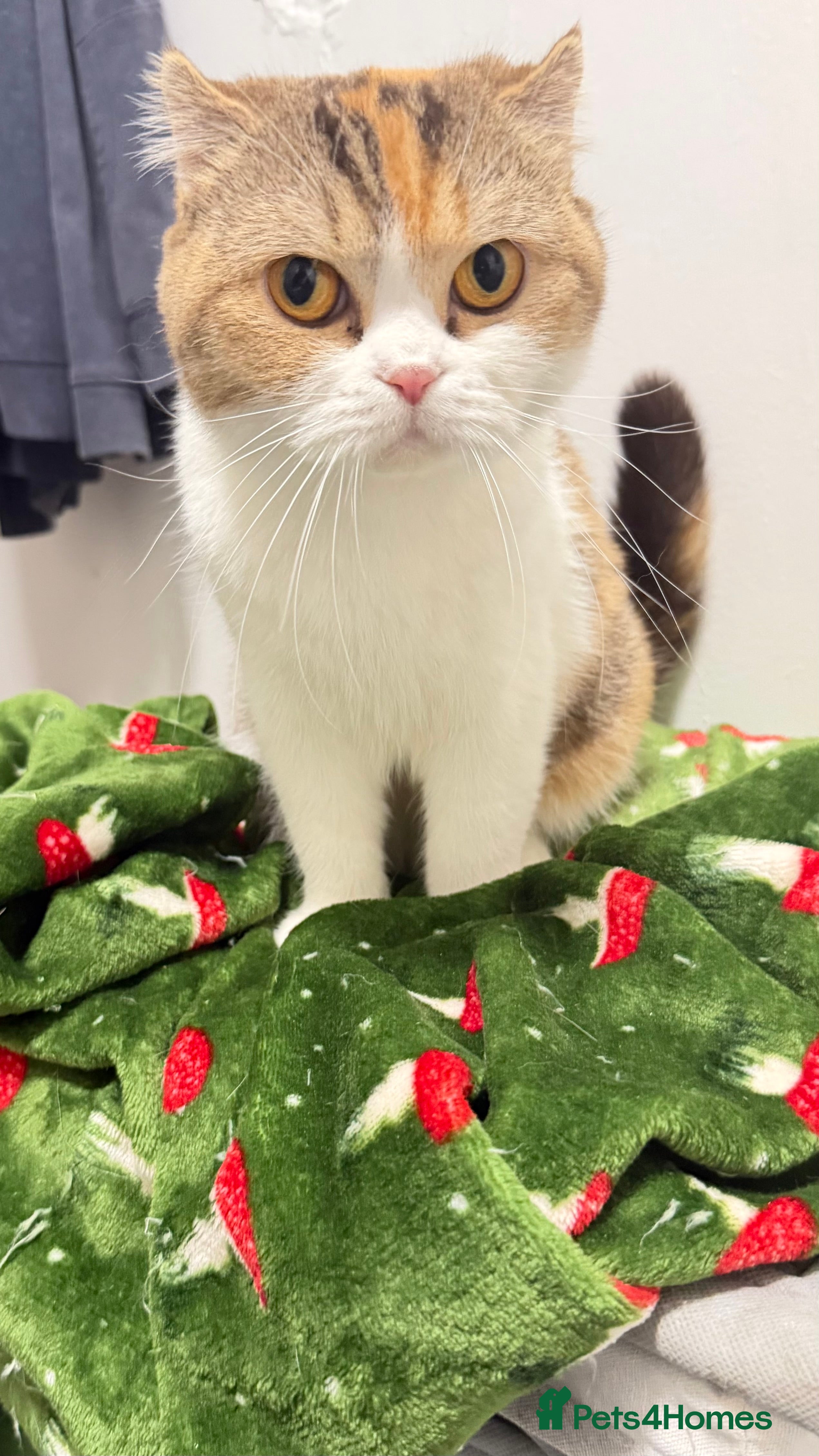 Mixed Breed cats Scottish fold x bsh  - Advert 1