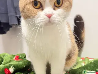 Mixed Breed cats Scottish fold x bsh - Advert 1
