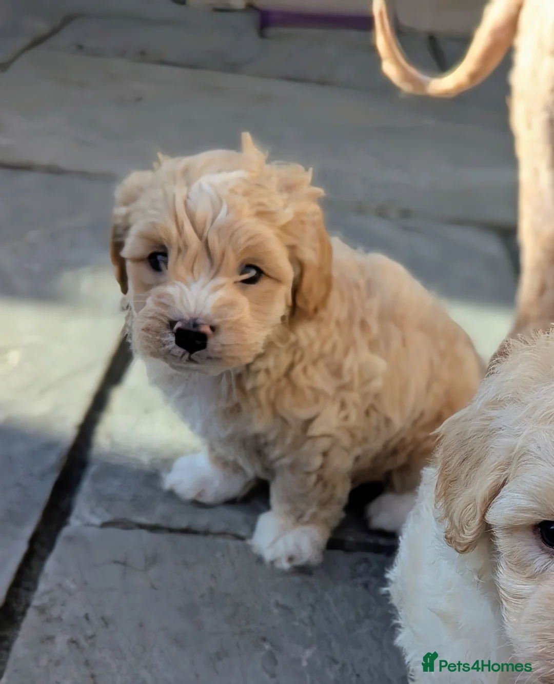 Maltipoo dogs for sale: Toy Maltipoo puppies - DNA health tested parents! - Advert 1