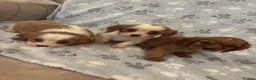 Cavalier King Charles Spaniel dogs for sale: Lovely king Charles Cavalier puppies in Abingdon - Advert 6