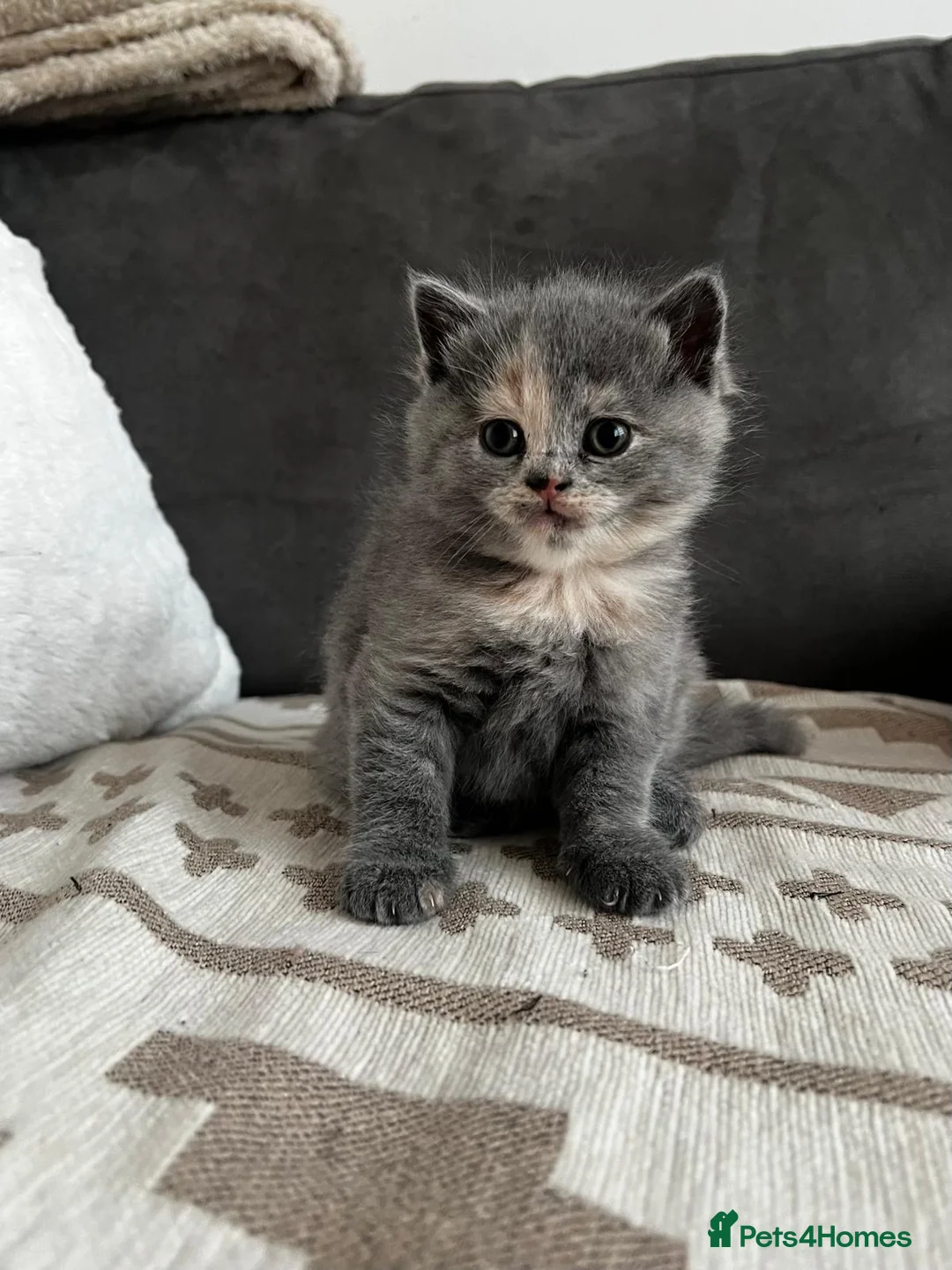 Mixed Breed cats for sale: [Last Girl!] British Short x Mainecoon Hair  - Advert 18