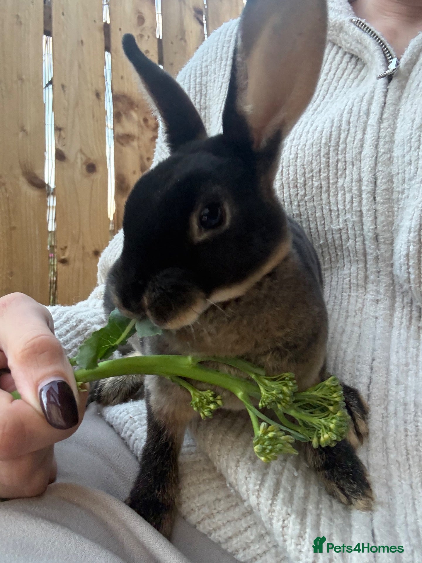 Rex rabbits Black Otter Mini Rex Bunny - Advert 5