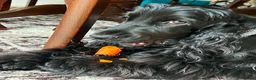 Cocker Spaniel dogs for sale: Beautiful Monzo - Cocker Spaniel looking new home - Advert 5