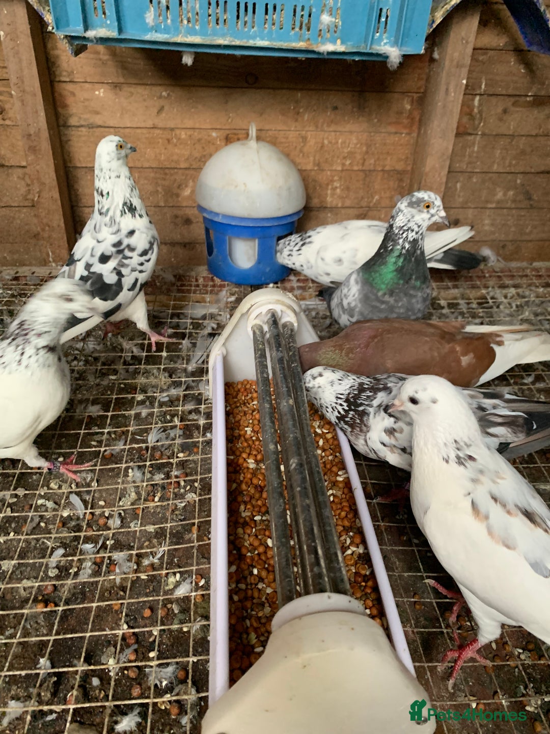 Pigeons birds for sale: Splashed Pigeons - 2025 Birds - Image 2