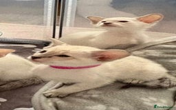 Siamese cats for sale: Seal Tabby Point Siamese - Image 4