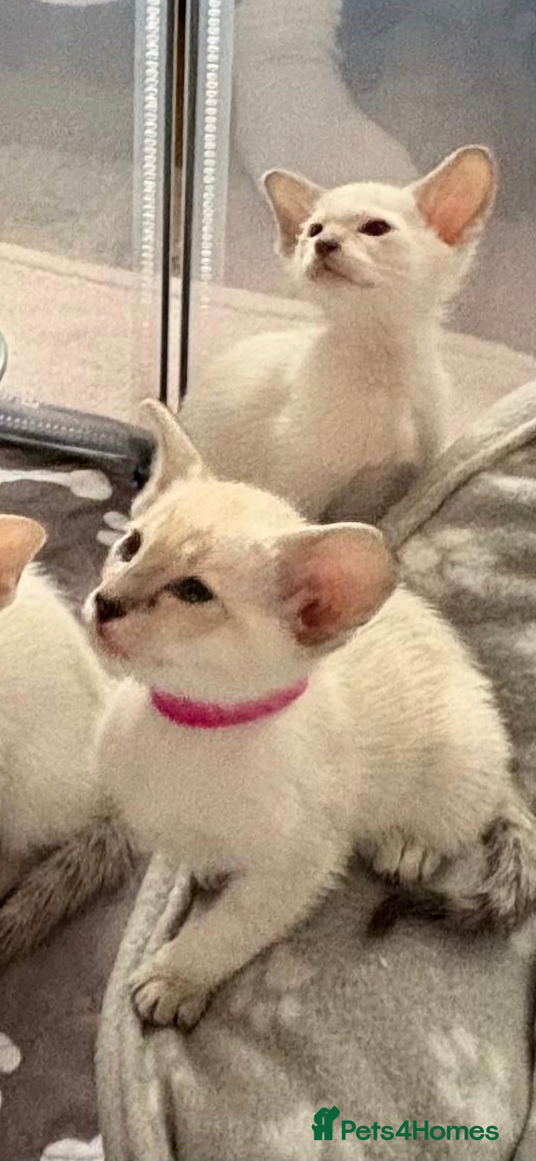 Siamese cats for sale: Seal Tabby Point Siamese - Image 4