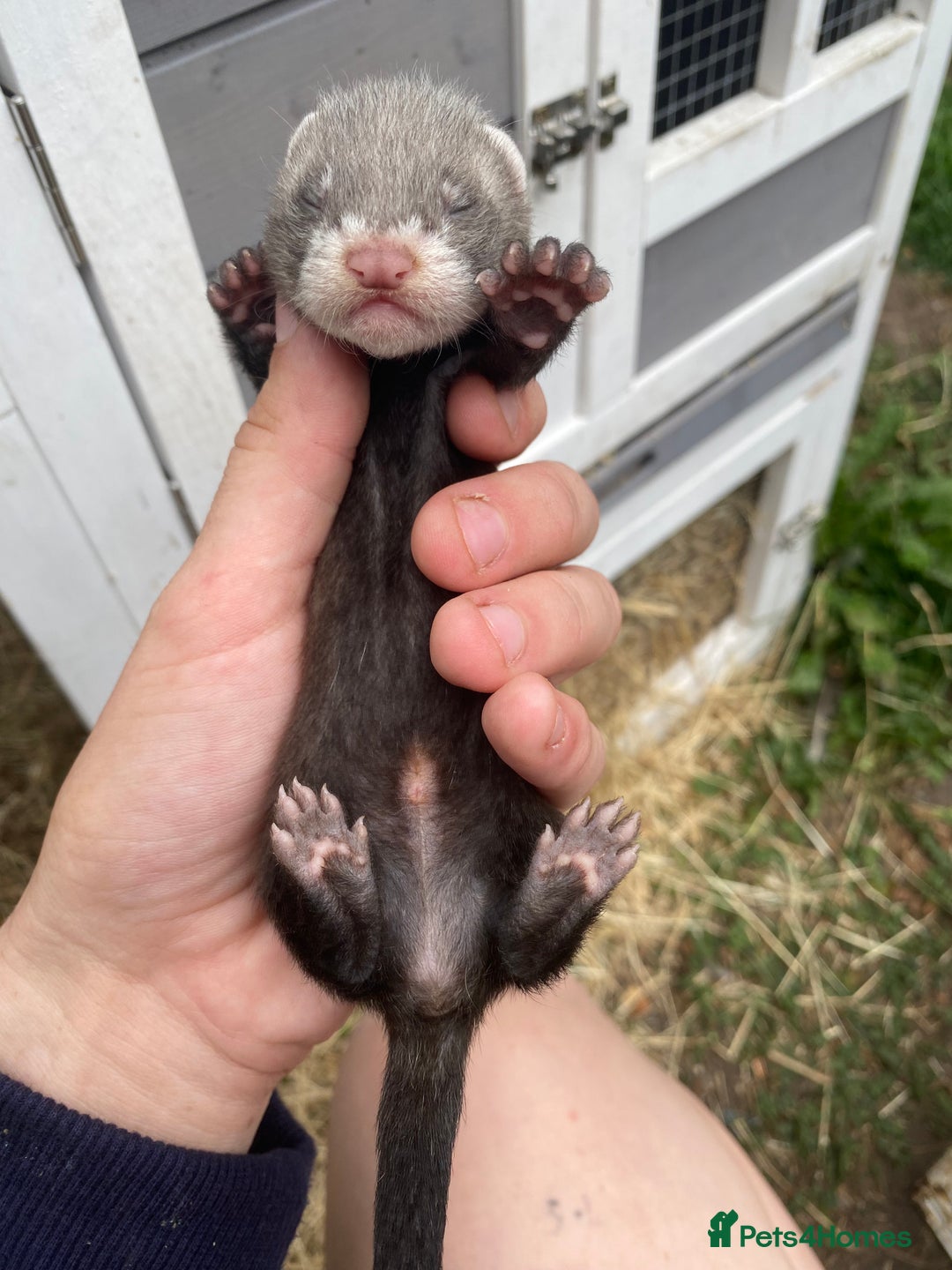 Ferret rodents for sale: Ferret kits  - Image 10