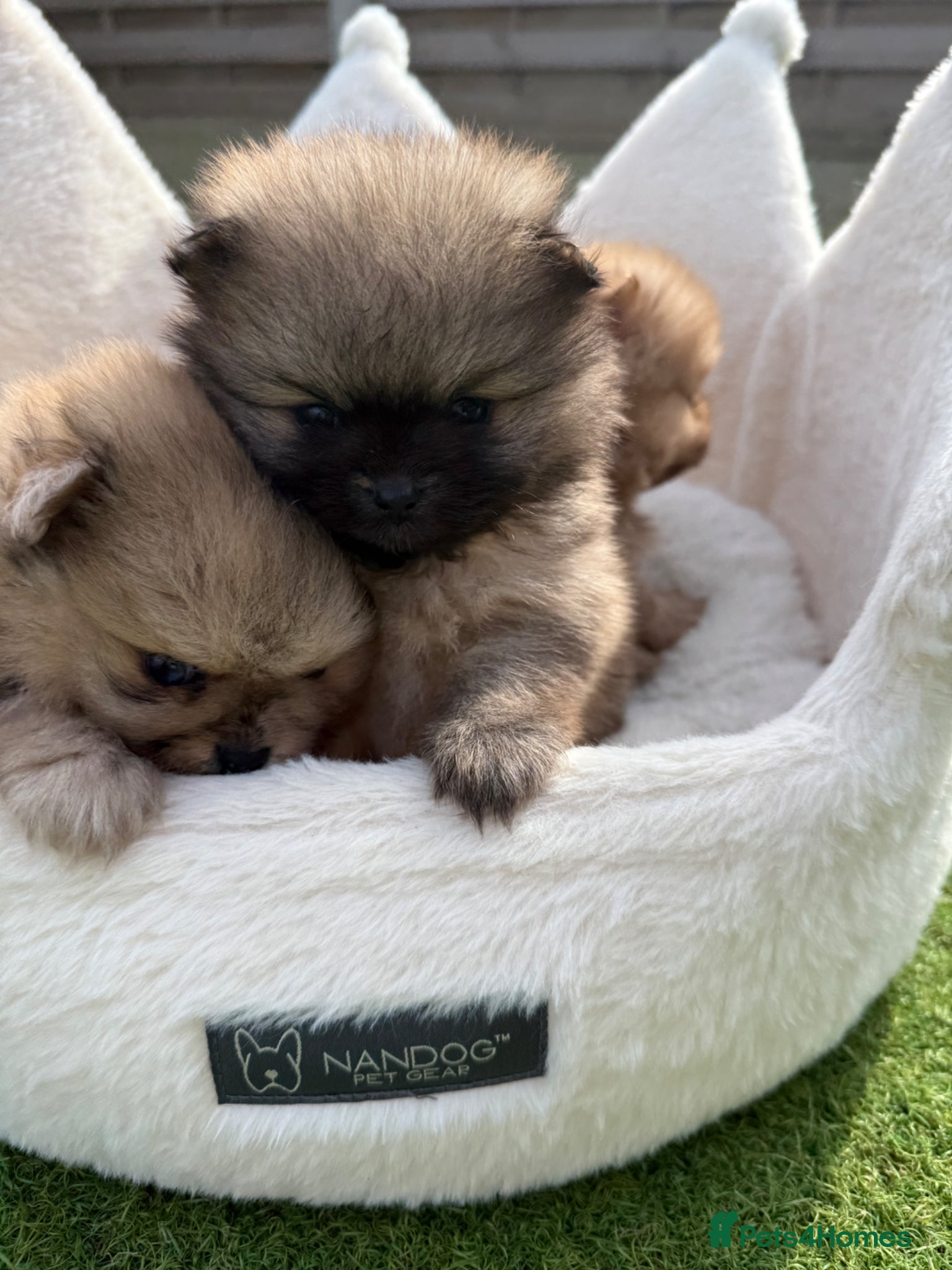 Pomeranian dogs The most stunning TEDDY KC REG Pomeranians - Advert 1