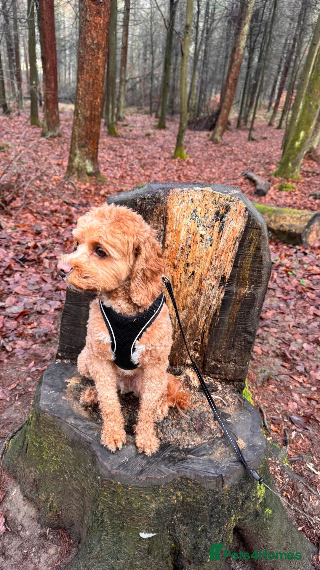 Cavapoo dogs for sale: Chaser 3/12 years old Cavapoo - FOR ADOPTION - Advert 2