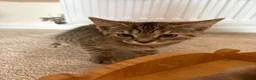 Mixed Breed cats for sale: Girl kittens  - Advert 4
