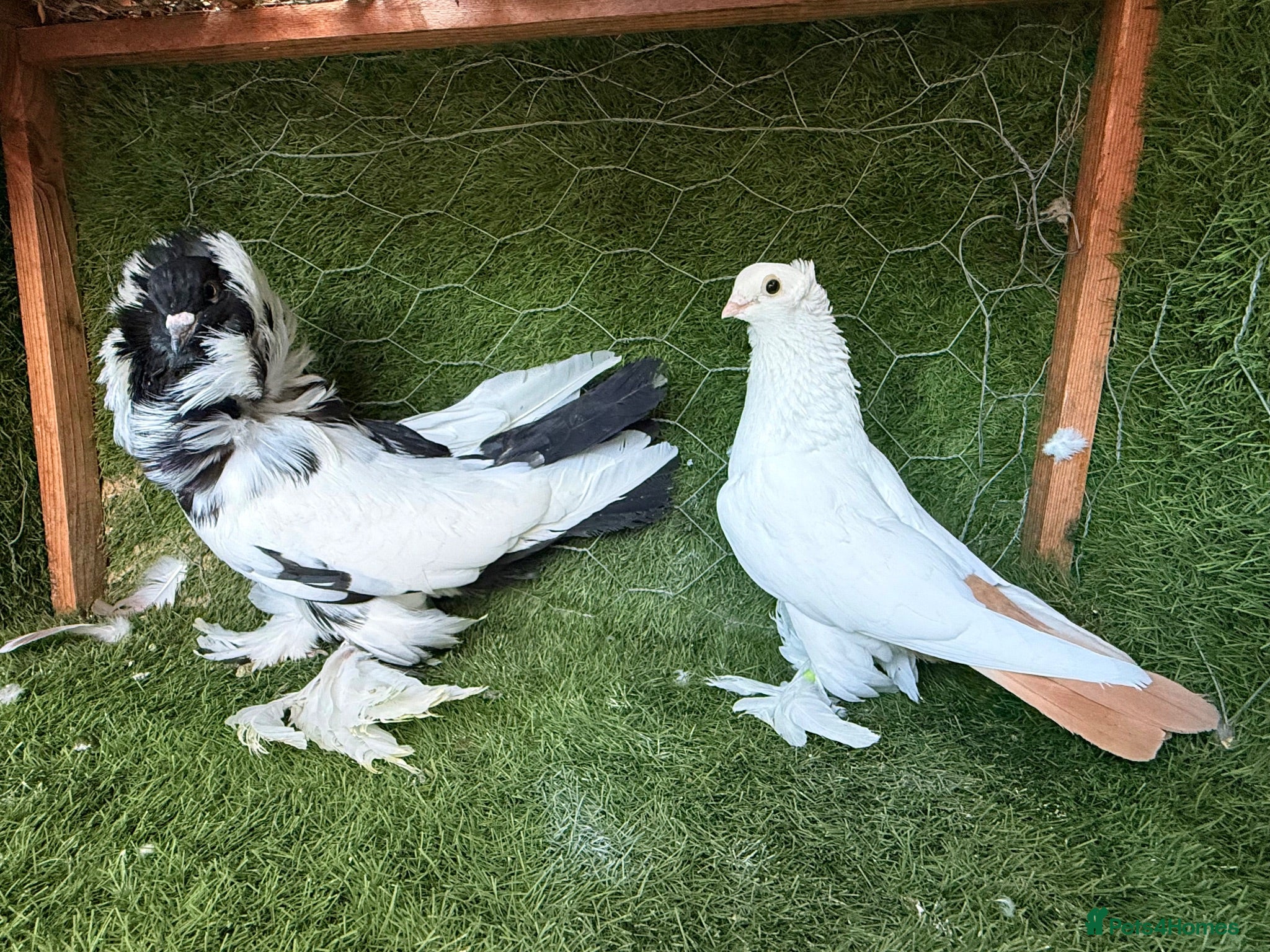 Pigeons birds Premium Breeding Pigeons Top Quality Pairs Availab - Advert 1