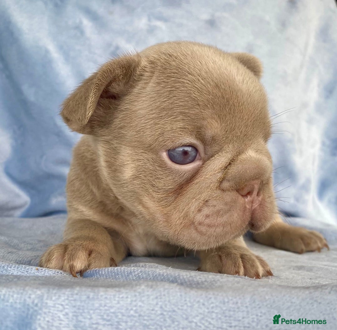 French Bulldog dogs for sale: Beautiful fluffy 🪢🪢frenchies - Image 4