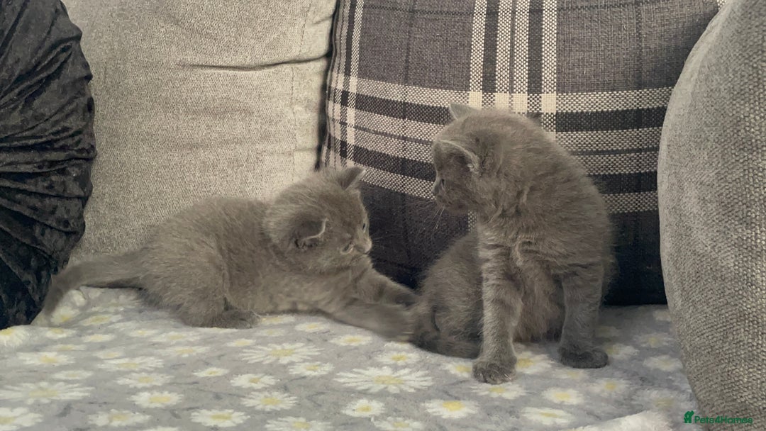 Russian Blue cats for sale: Russian X blue kittens  - Image 9