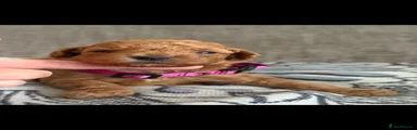 Australian Labradoodle 2