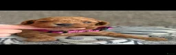 Australian Labradoodle dogs for sale: Miniature Australian doodle puppies - Advert 13