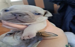 French Bulldog dogs for sale: French bulldogs merle - Image 1