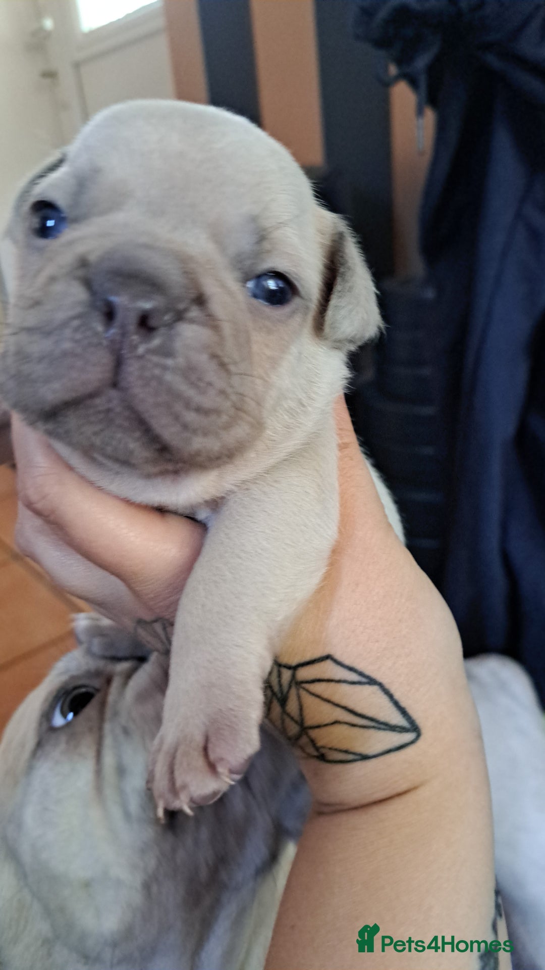 French Bulldog dogs for sale: French bulldogs merle - Image 1